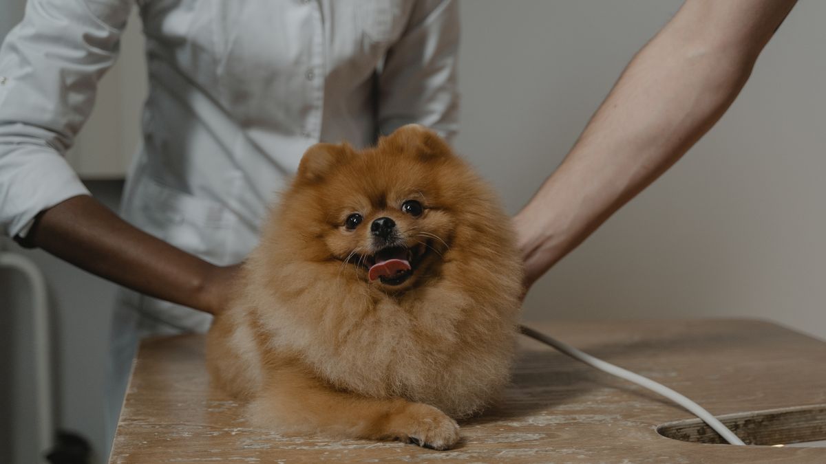 Hund mit dichtem Fell wird von seinem Menschen am Hals untersucht