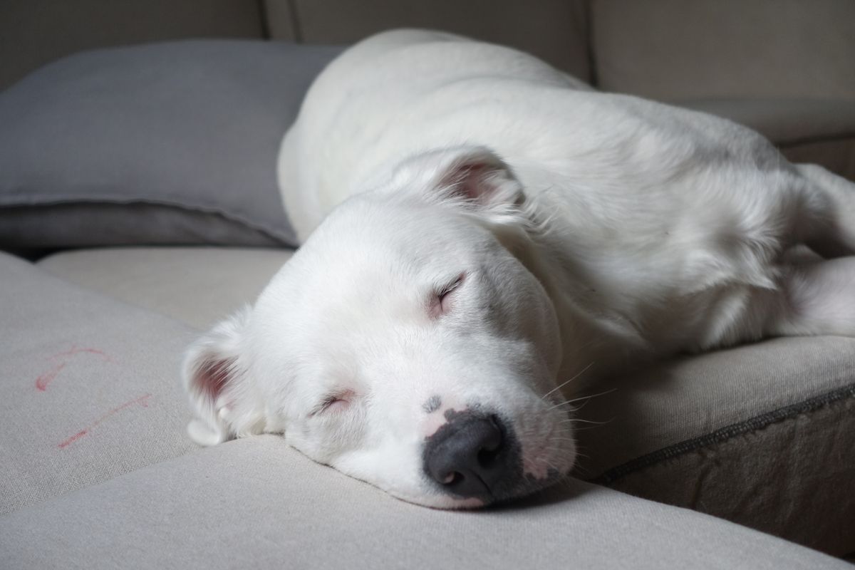 White dog sleeping deeply and relaxed on their side on the couch