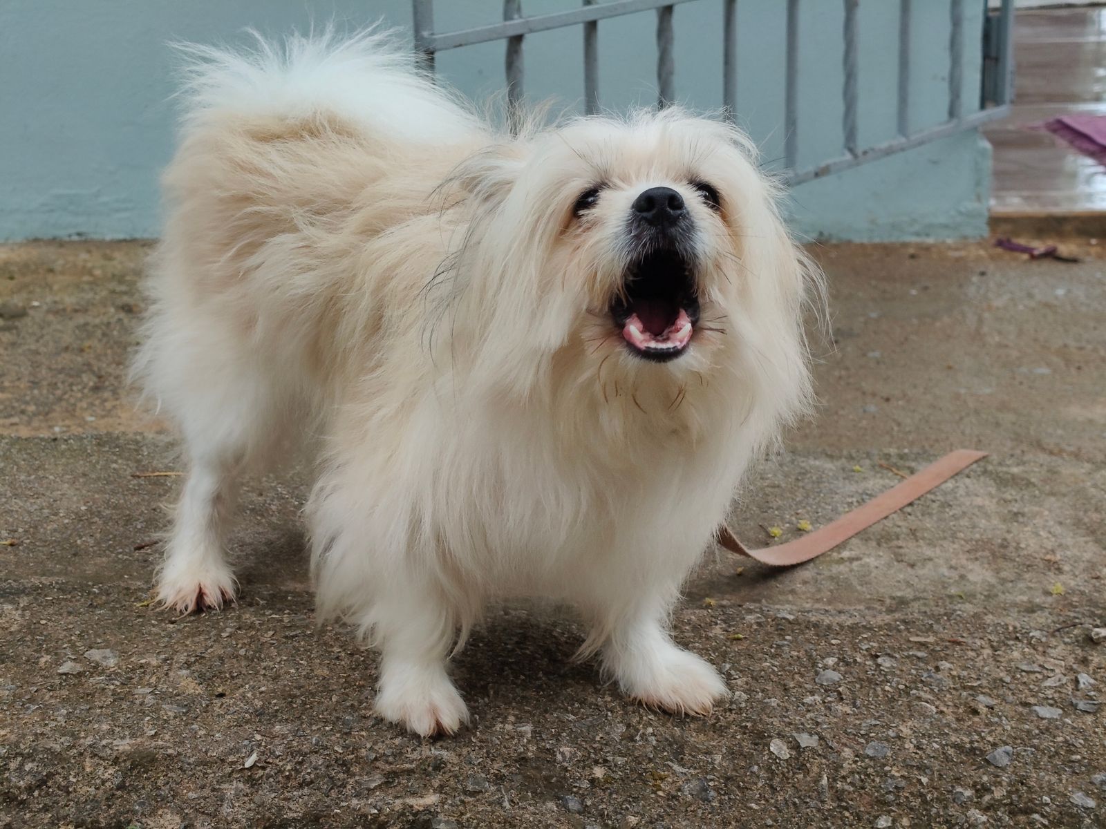 Hund steht draußen und bellt mit weit geöffnetem Fang
