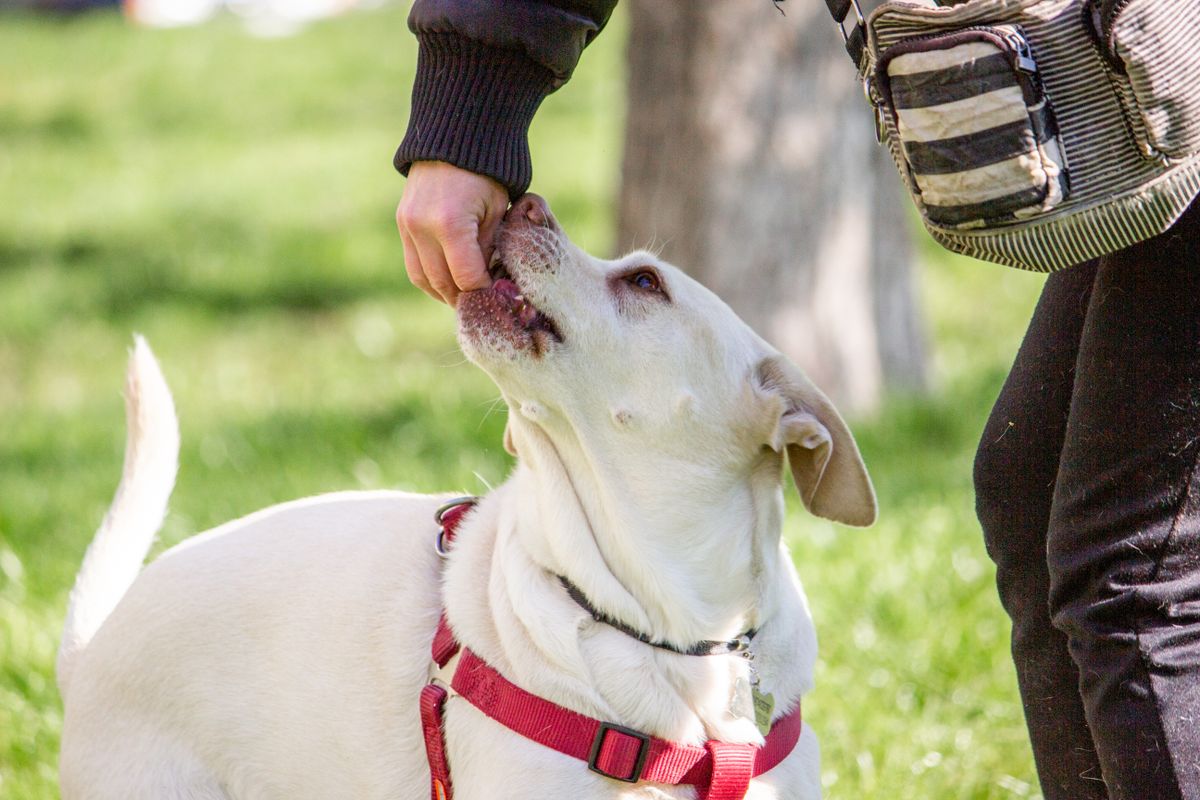 Dog receives a treat as a reward during training