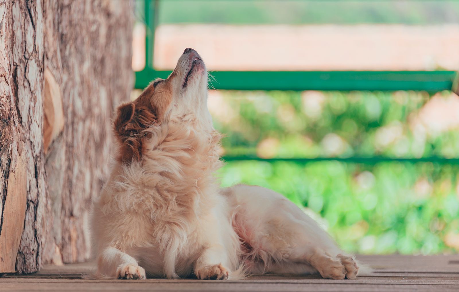 Hund liegt entspannt in der Sonne und gibt mit erhobenem Kopf Laut