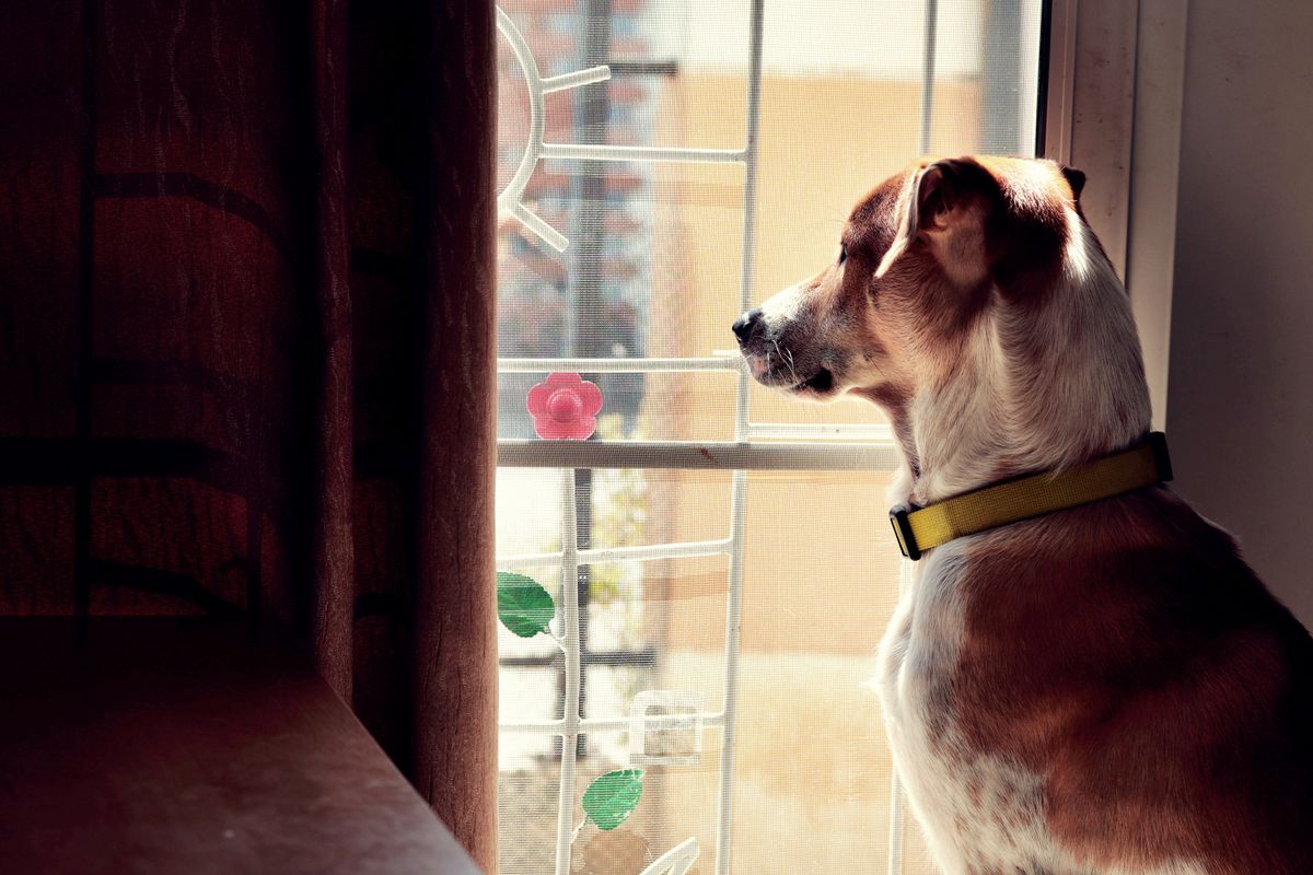 Aufmerksamer Hund steht am Fenster und beobachtet die Straße