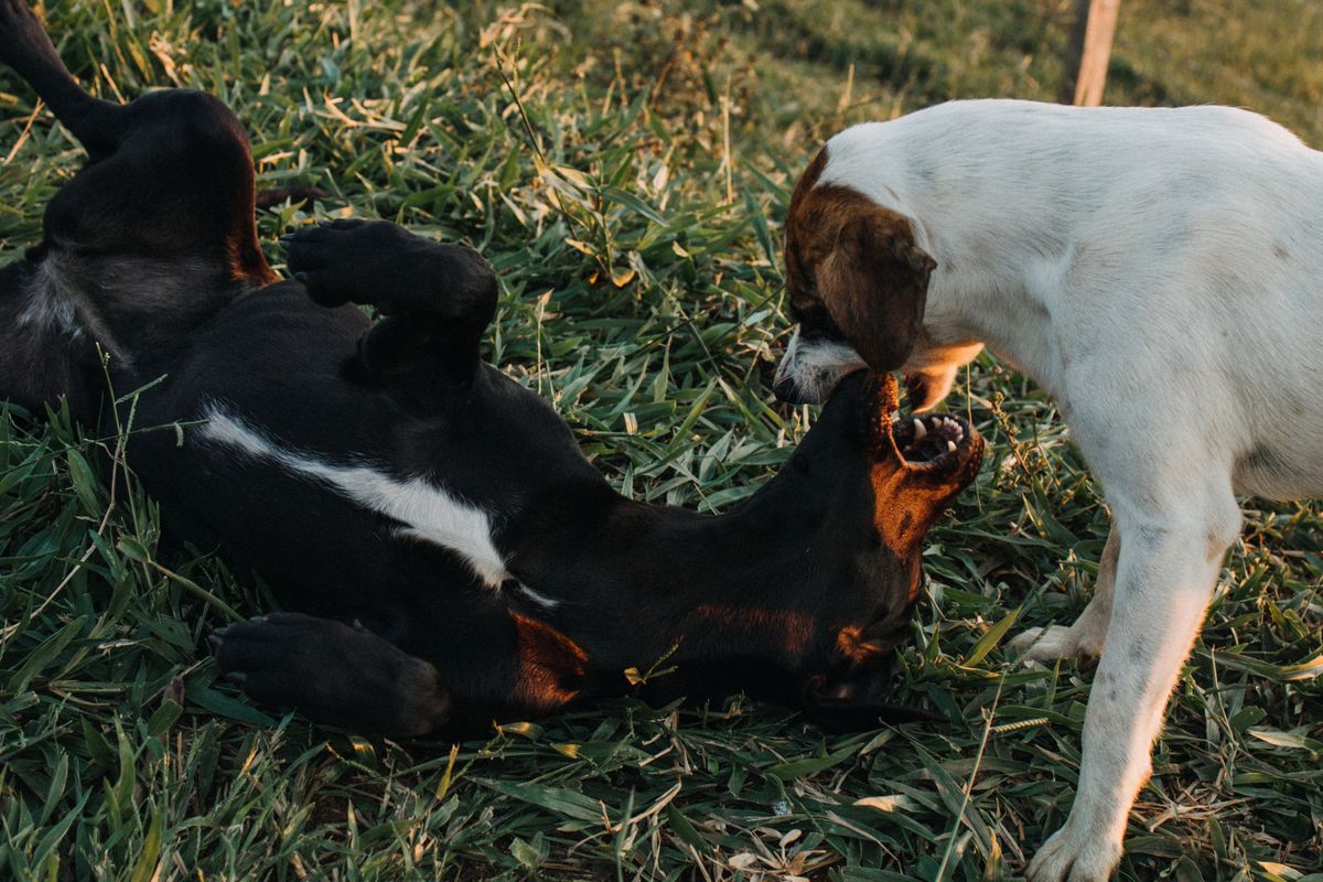 Zwei Hunde toben gemeinsam auf einer Wiese in Spielhaltung