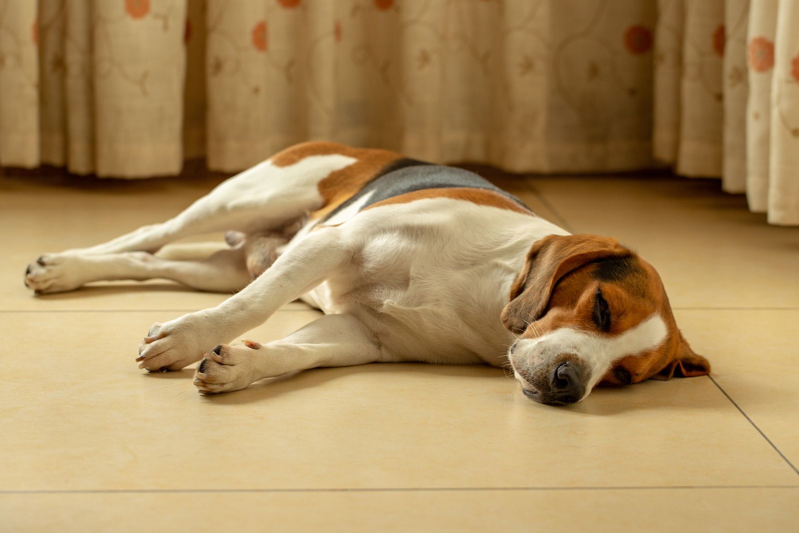Beagle schläft entspannt auf kühlen Fliesen im Schatten
