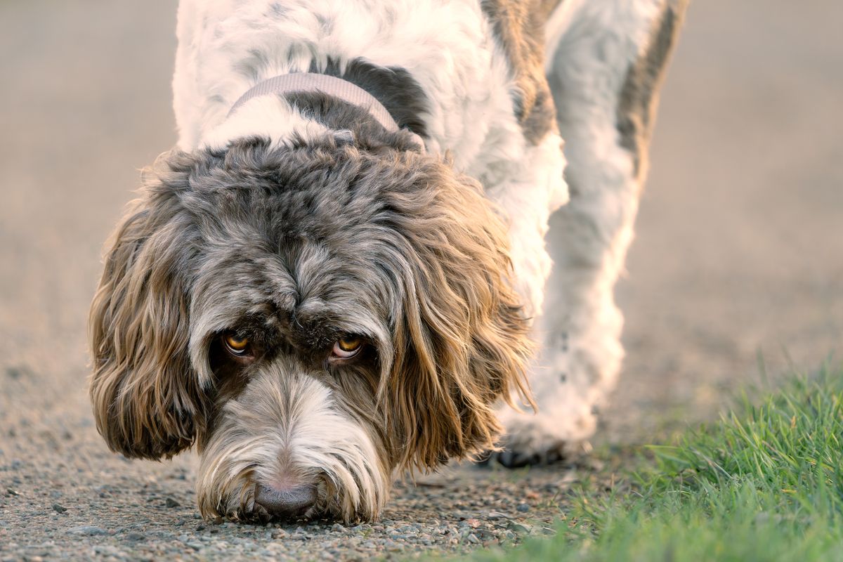 Hund sucht konzentriert mit der Nase nach Futter am Boden