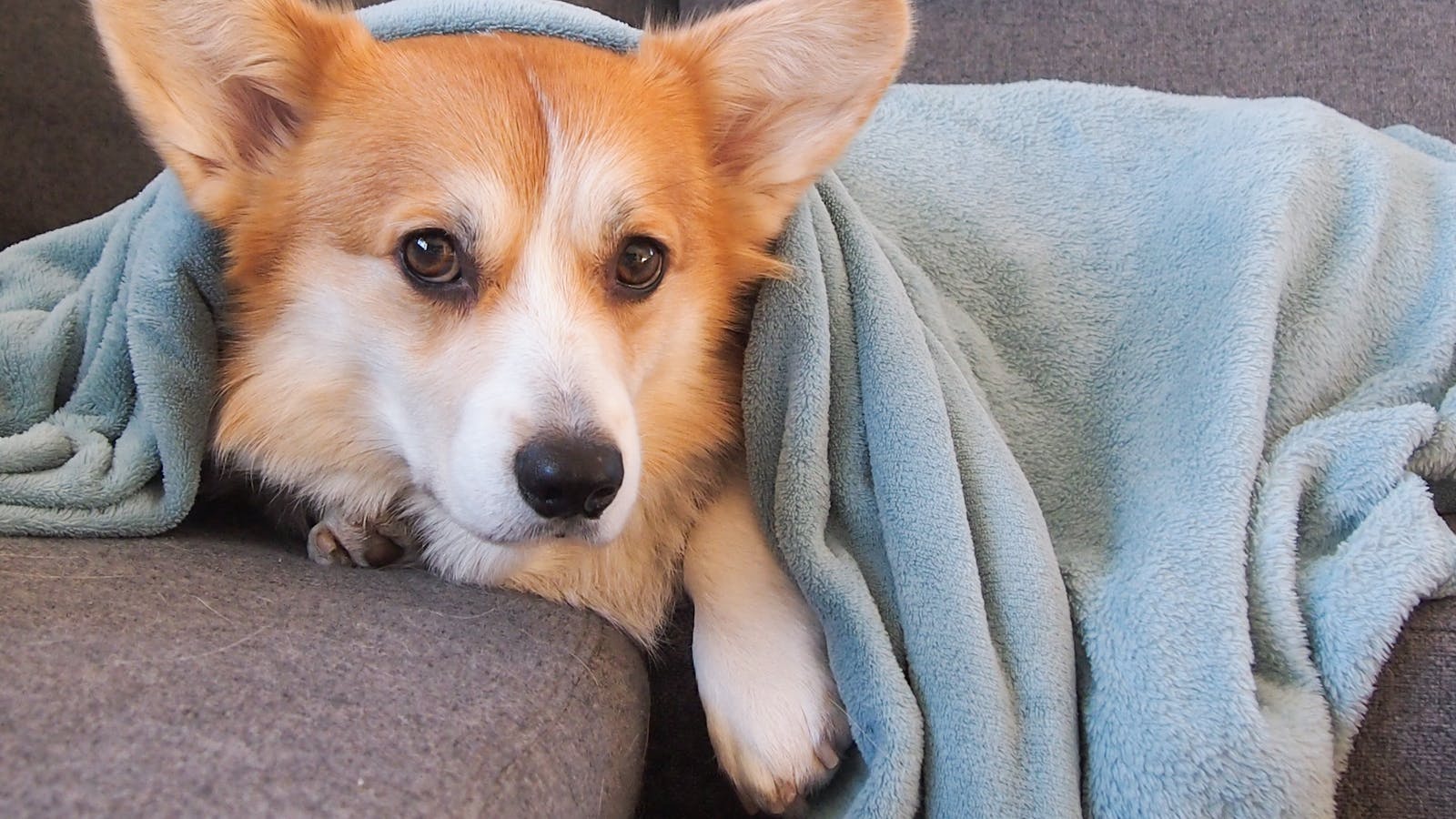 Corgi liegt zusammengerollt unter einer blauen Decke auf dem Sofa und ruht sich aus