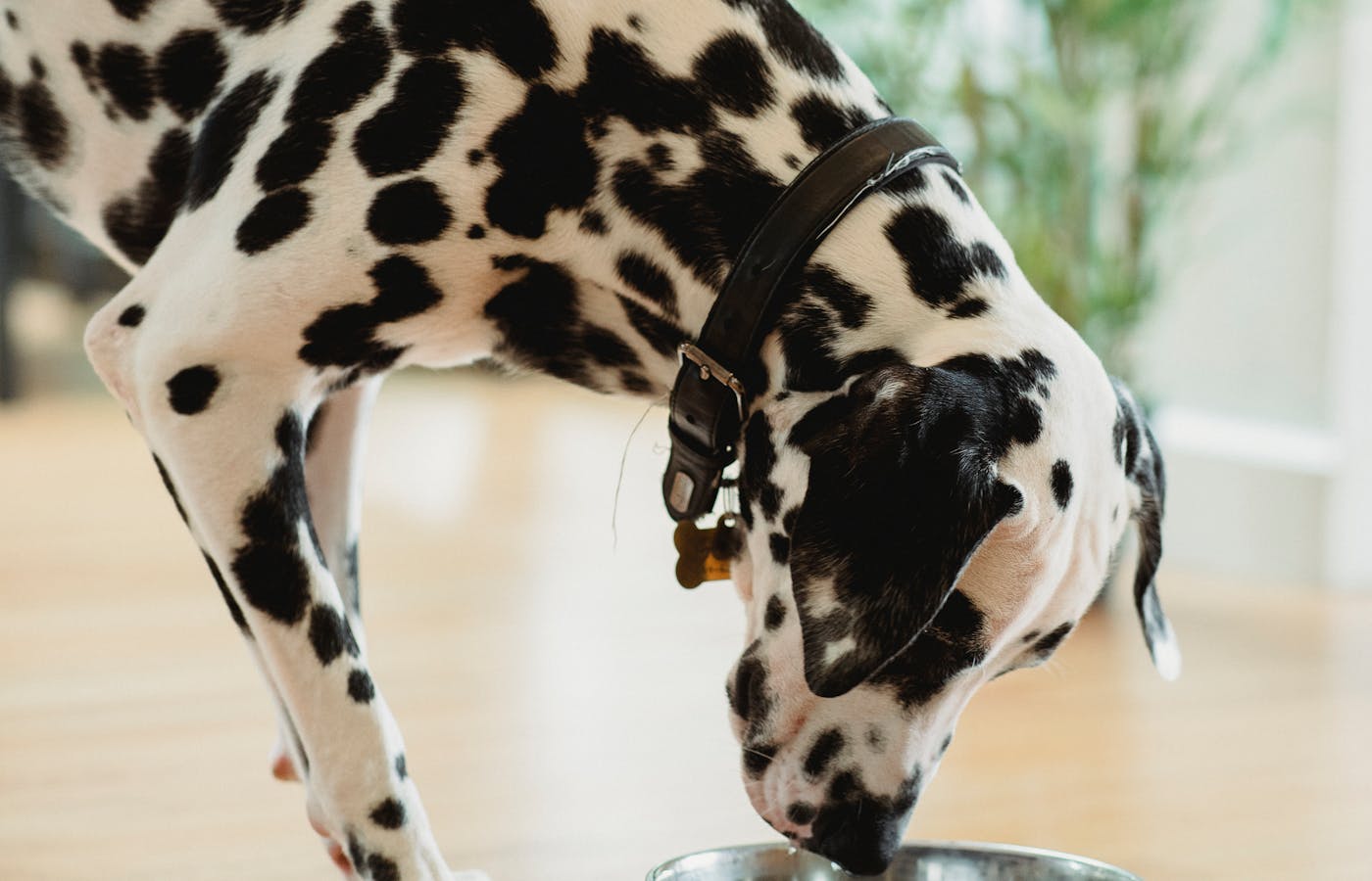 Hund trinkt aus einem Edelstahlnapf frisches Wasser