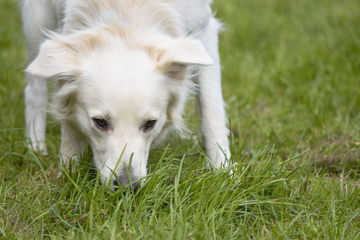 Weißer Hund schnüffelt auf einer sonnigen Wiese im Gras