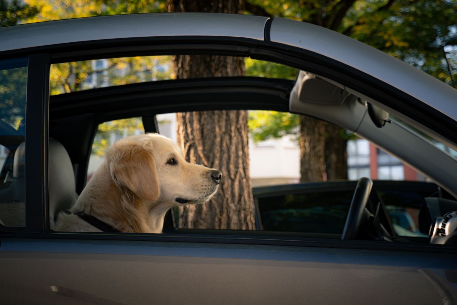 Hund schaut an einem Sommertag aus dem heruntergelassenen Fenster eines geparkten Autos