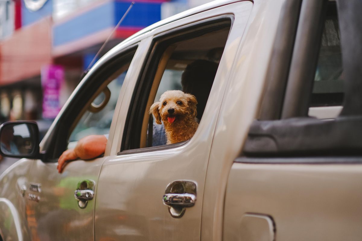 Hund wartet an einem Sommertag allein auf dem Rücksitz eines geparkten Autos