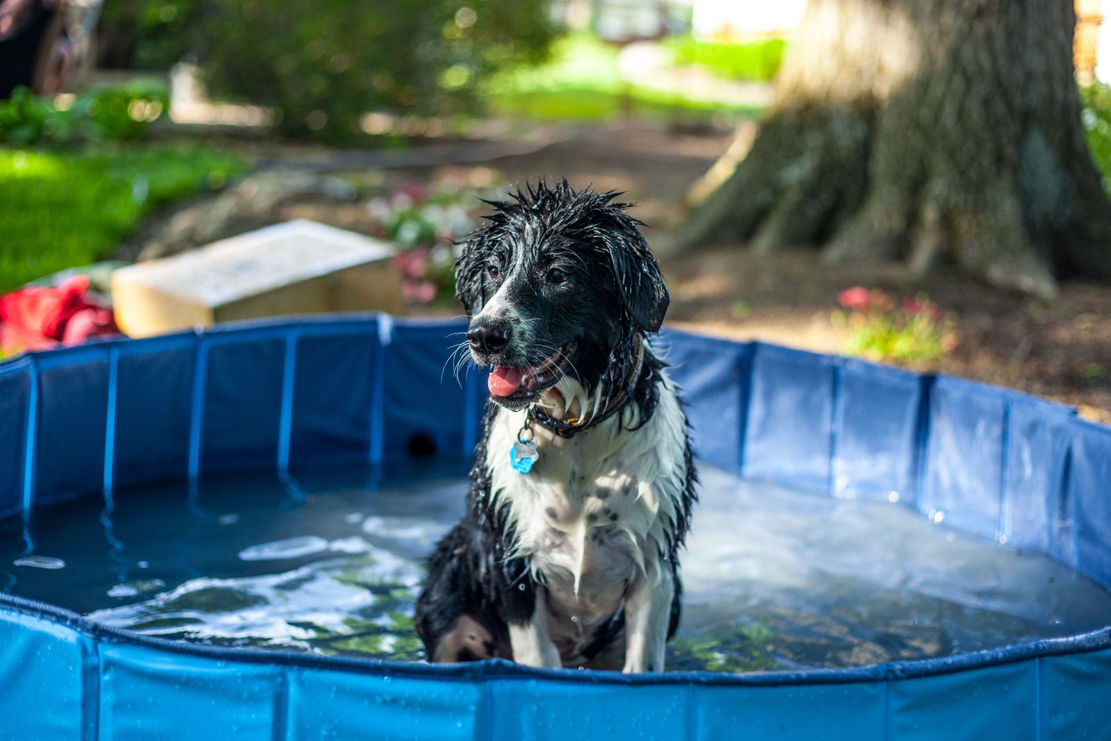 Nasser Hund sitzt zufrieden in einem kleinen Planschbecken im Garten und kühlt sich an einem heißen Sommertag ab
