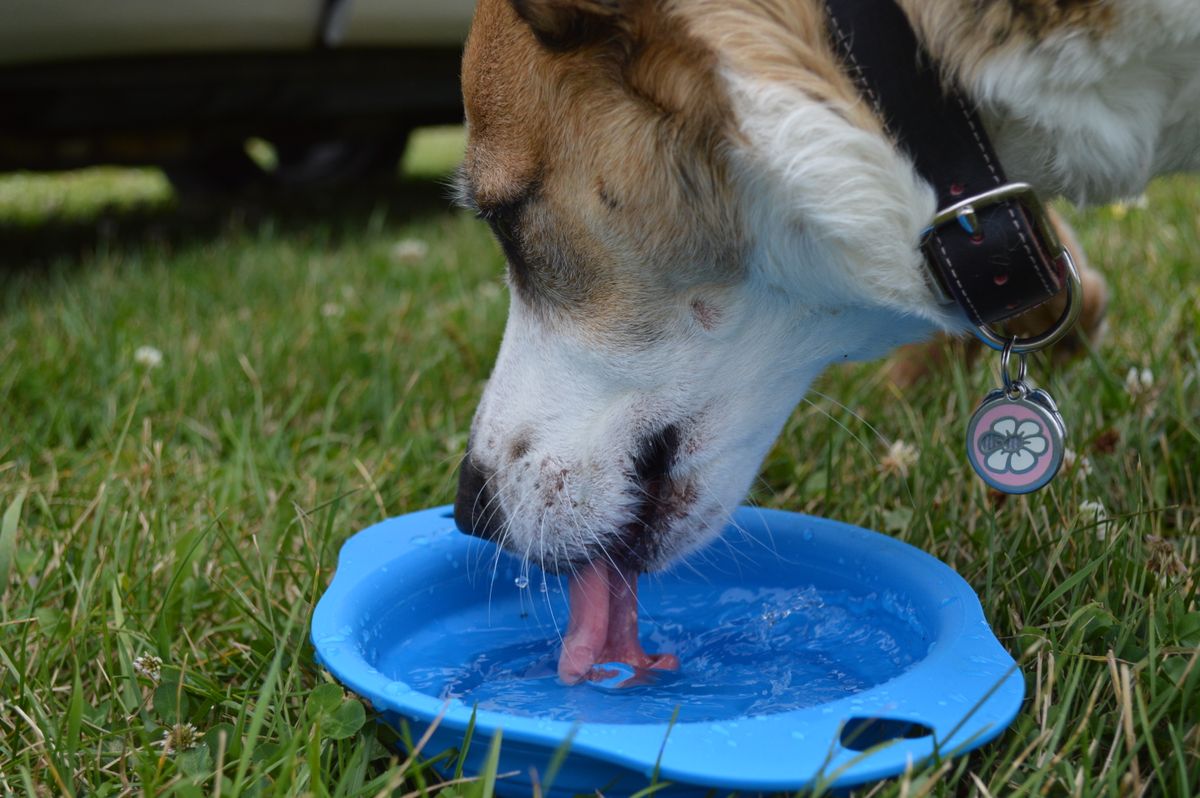 Hund trinkt an einem sonnigen Tag aus einem Wassernapf auf einer Wiese
