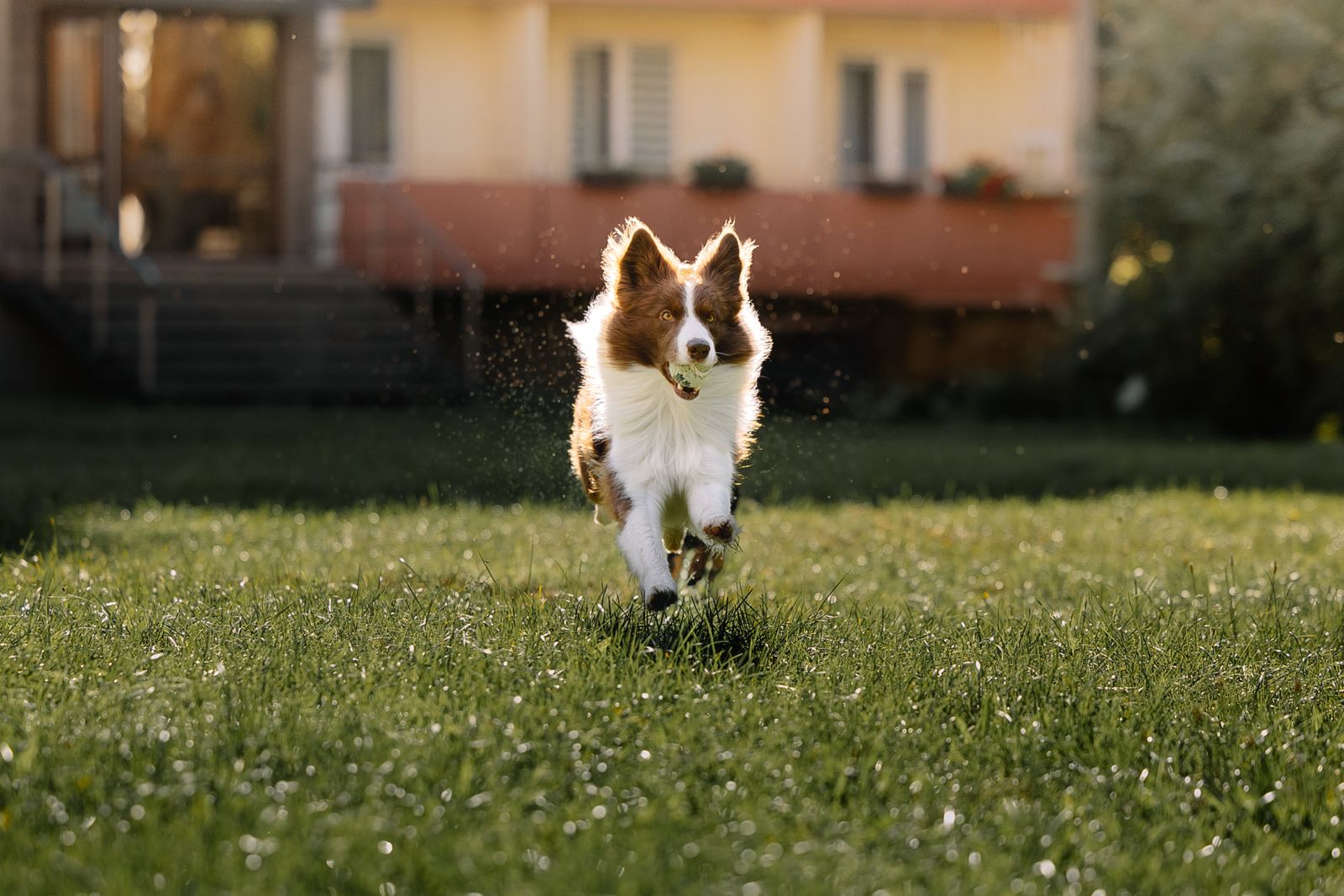Collie rennt an einem sonnigen Sommertag fröhlich über eine Wiese vor einem Haus