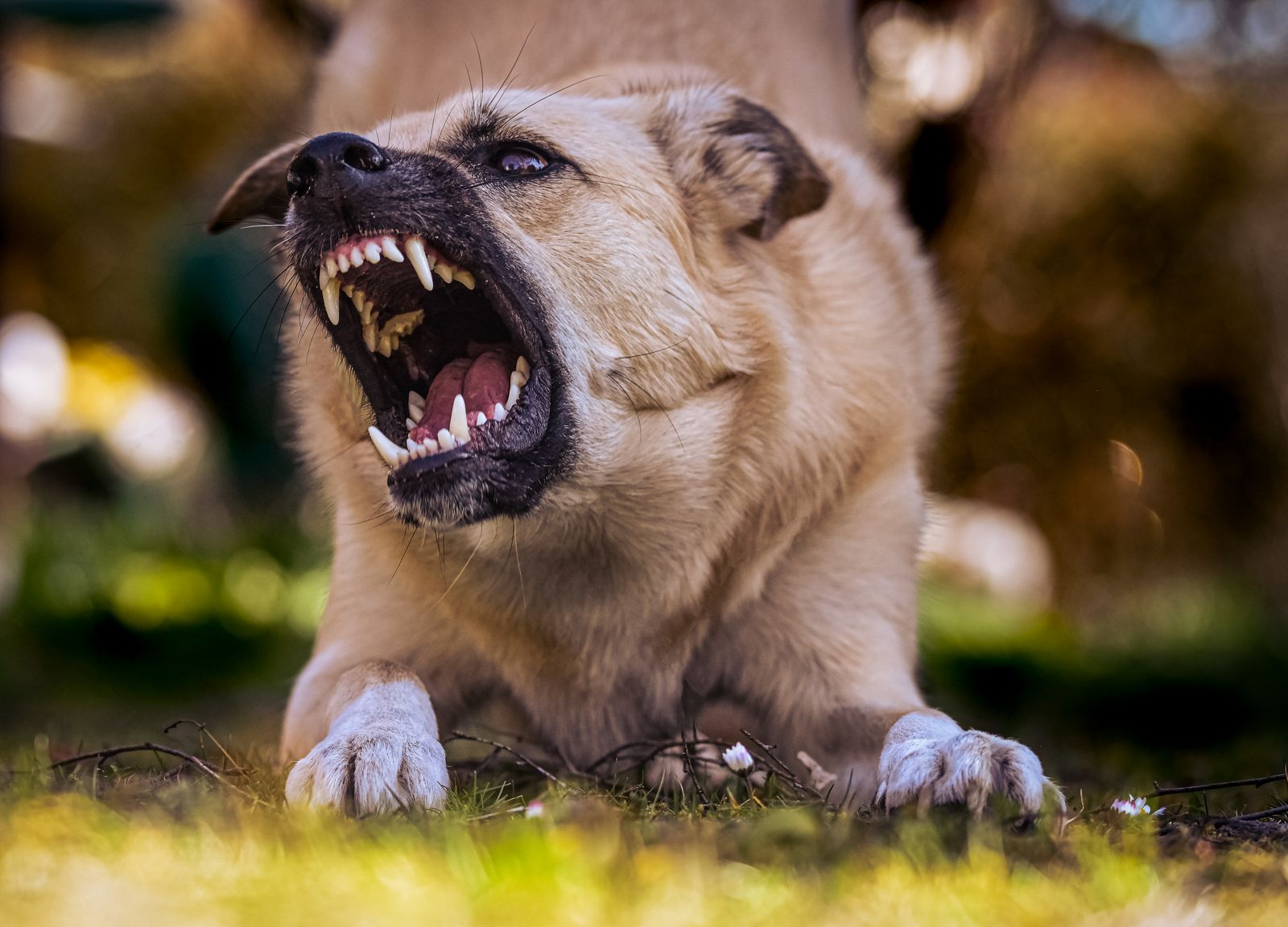 Dog with a raised lip baring its teeth while growling