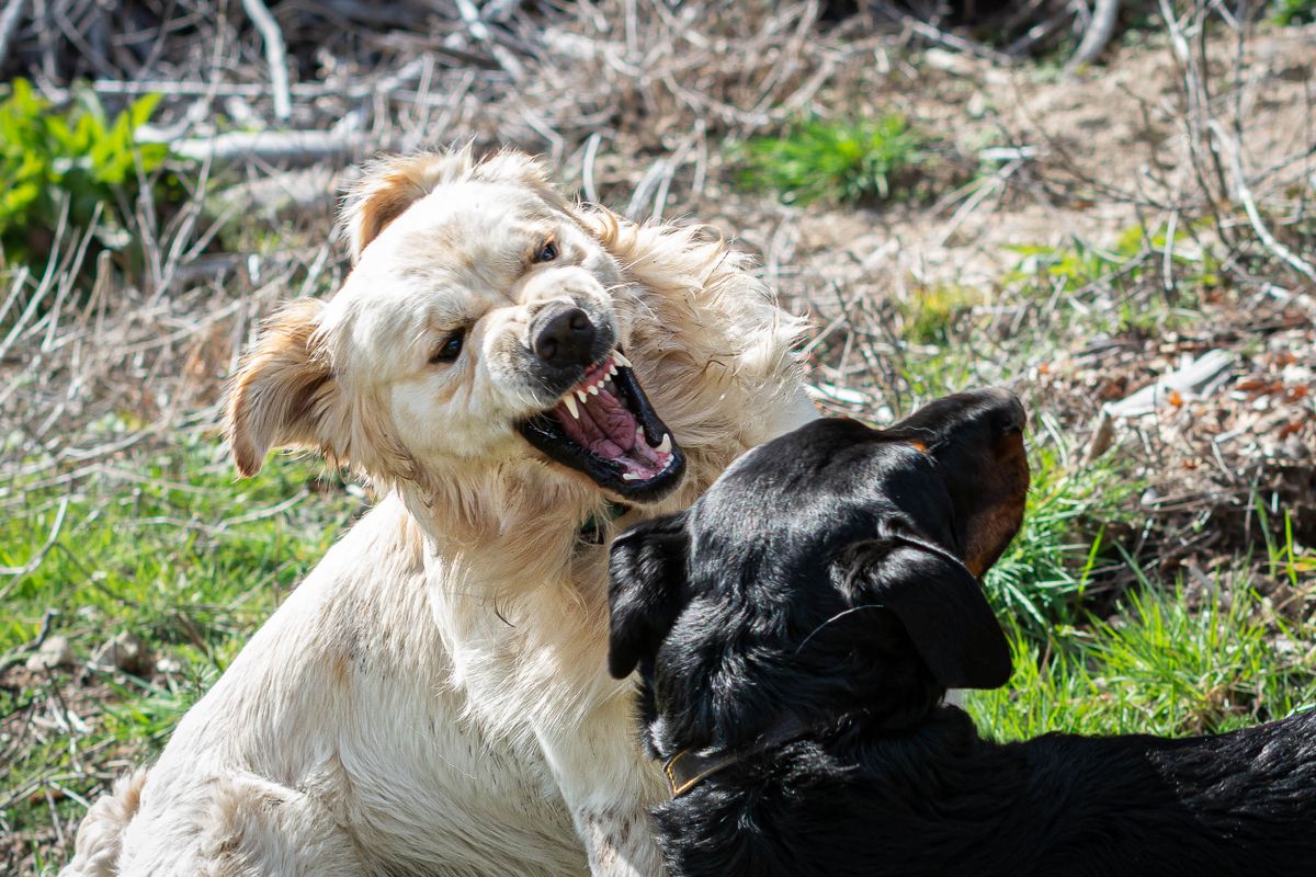 Two dogs playing joyfully together in a meadow