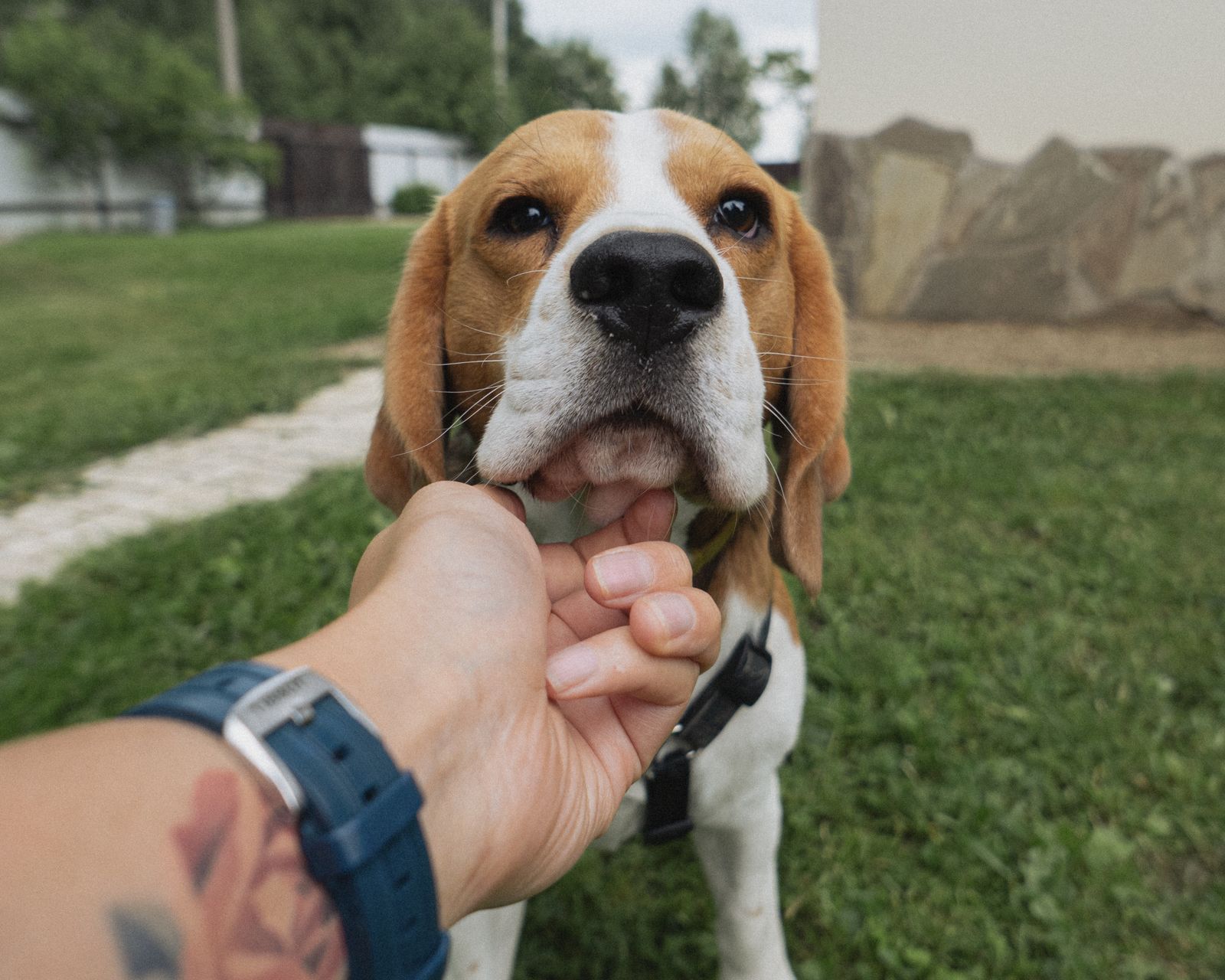 Hand krault einen Hund sanft am Kinn, der Hund lehnt sich entspannt in die Berührung
