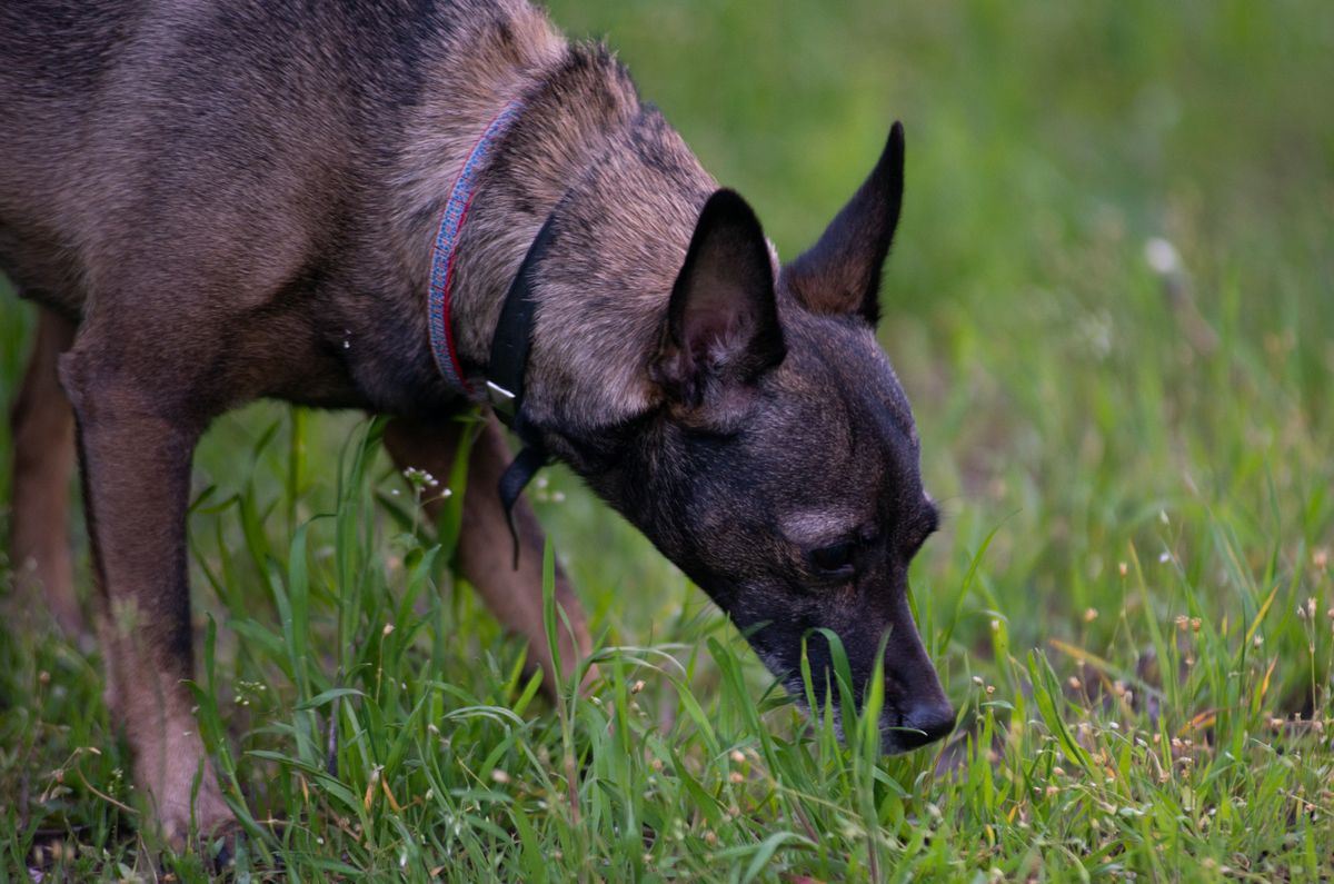 Hund schnüffelt aufmerksam und entspannt am Boden im Gras