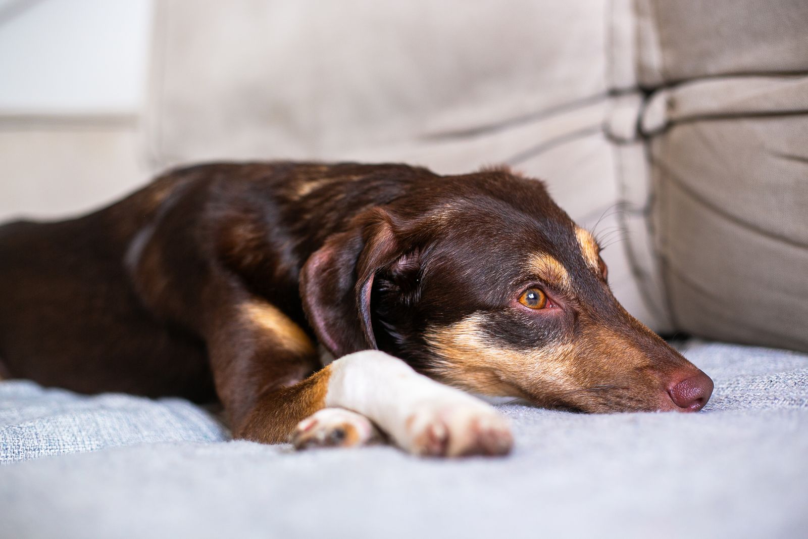 Brown dog lying calmly on the sofa, looking thoughtfully to the side