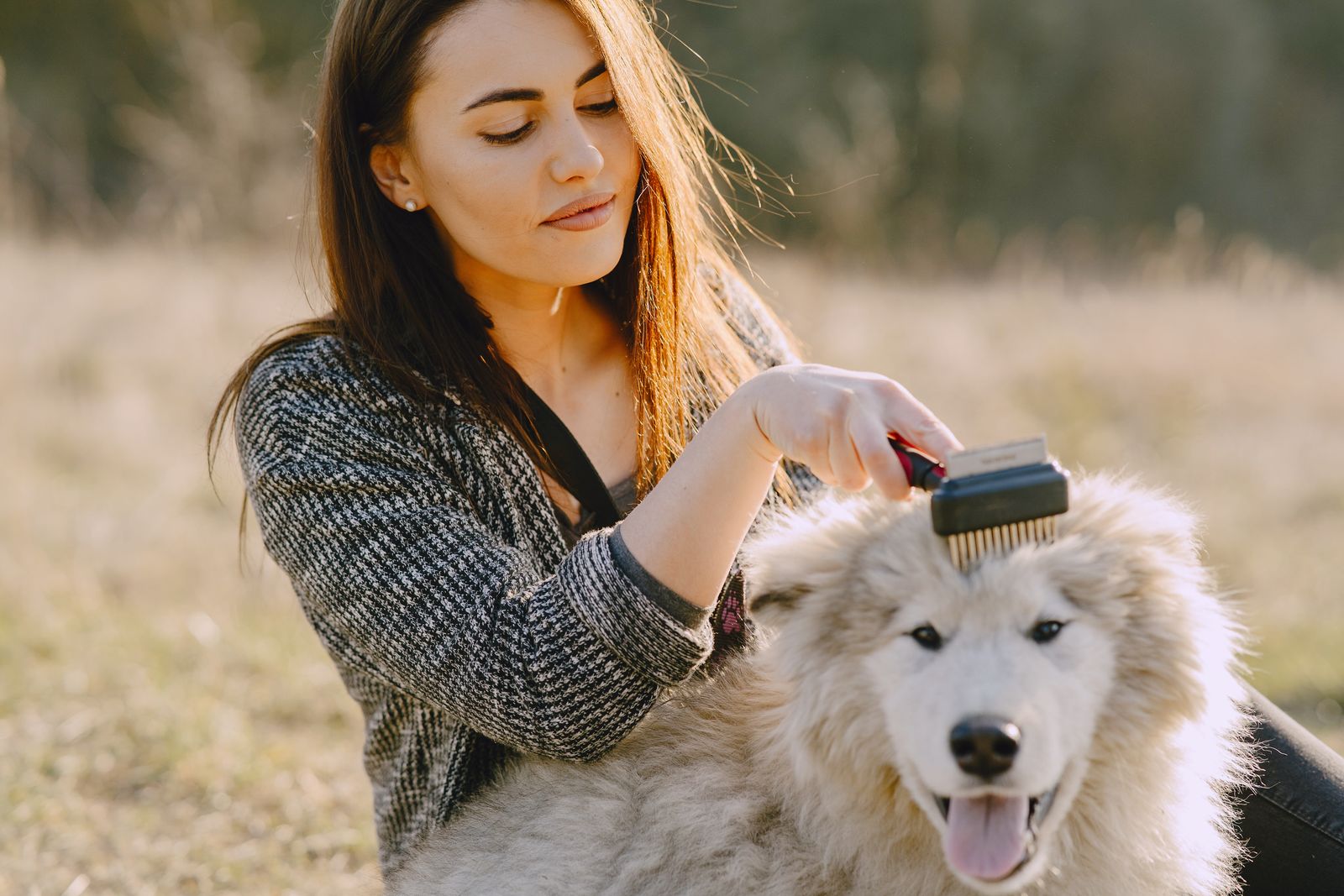 Woman brushing her large fluffy dog outdoors in a meadow on a sunny summer day