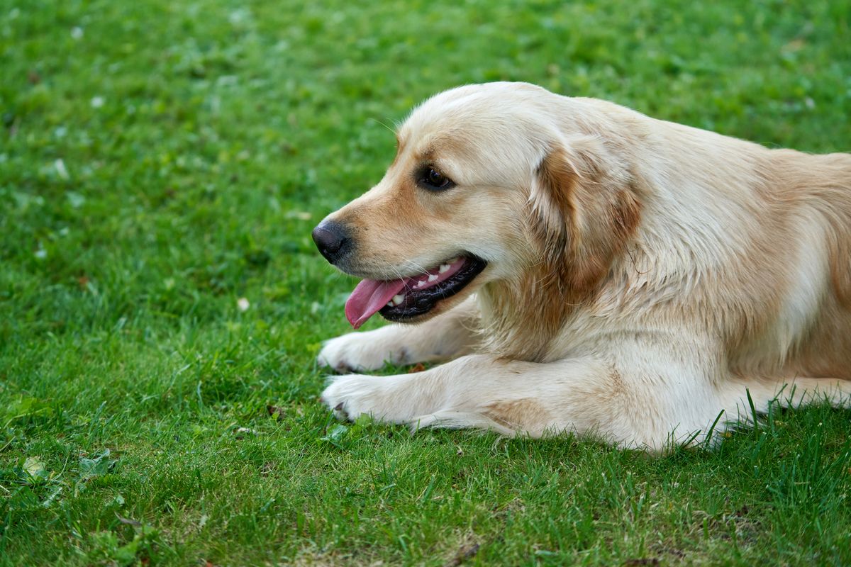 Golden Retriever lying on a summer meadow, panting and cooling down through its tongue