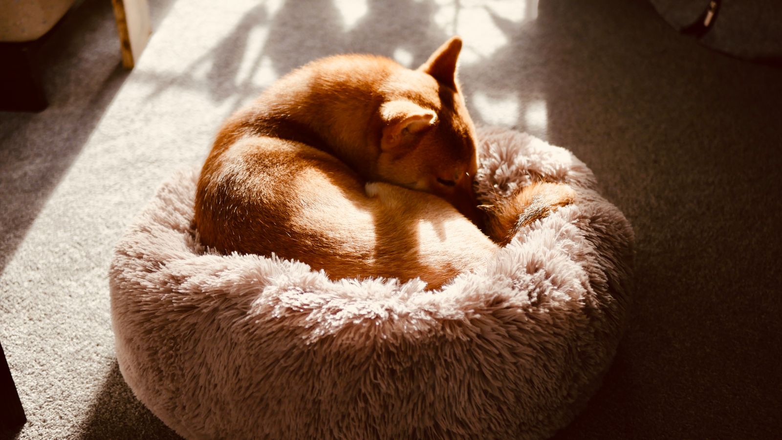 Hund schläft zusammengerollt und entspannt auf einer Decke