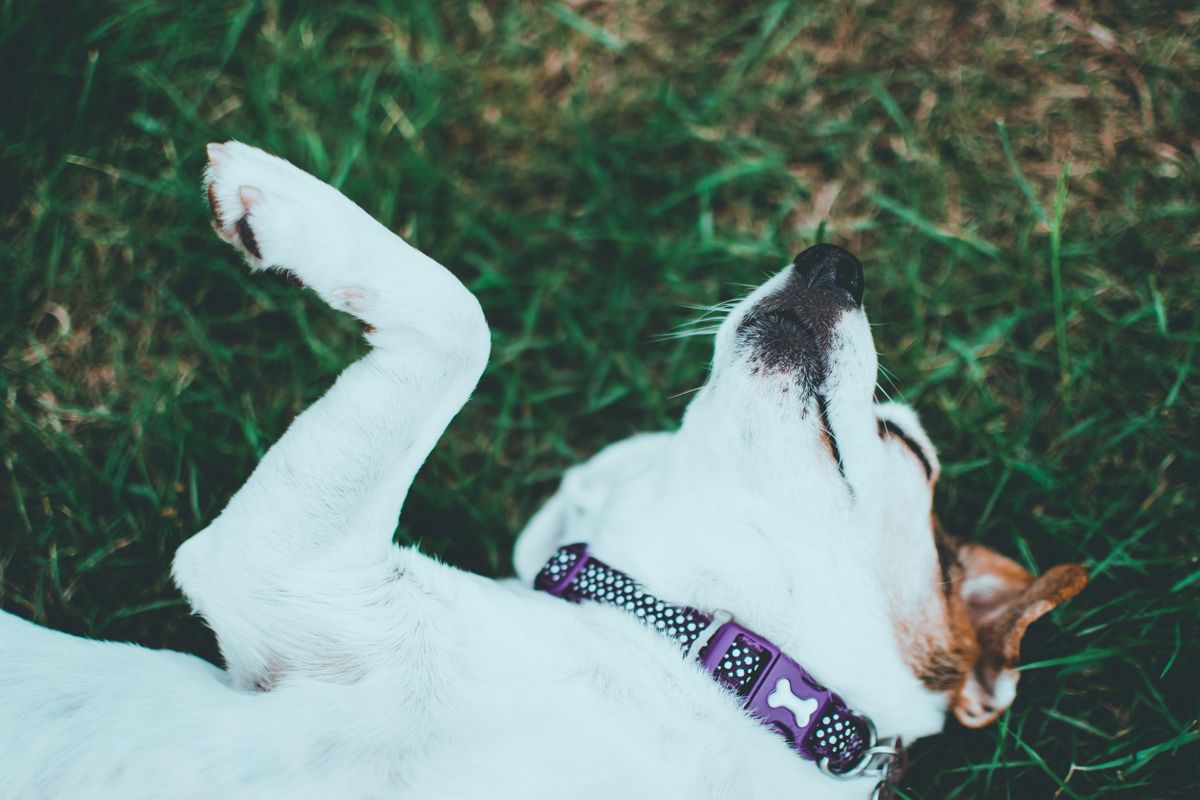Hund schläft entspannt auf dem Rücken mit den Pfoten nach oben