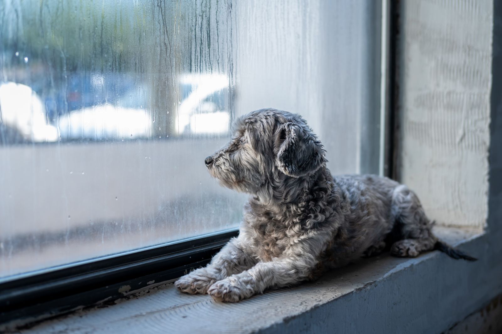 Hund schaut durch ein regennasses Fenster nach draußen