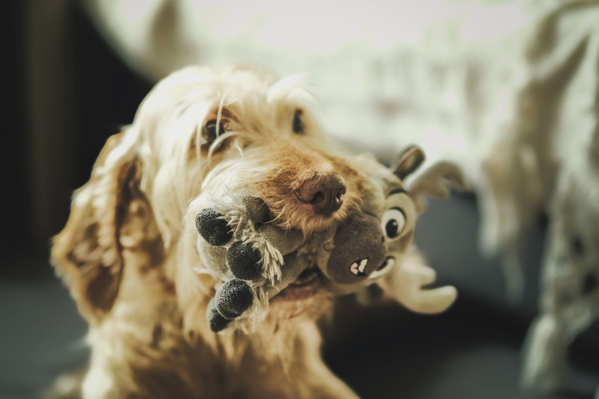Hund beschäftigt sich drinnen mit einem Spielzeug