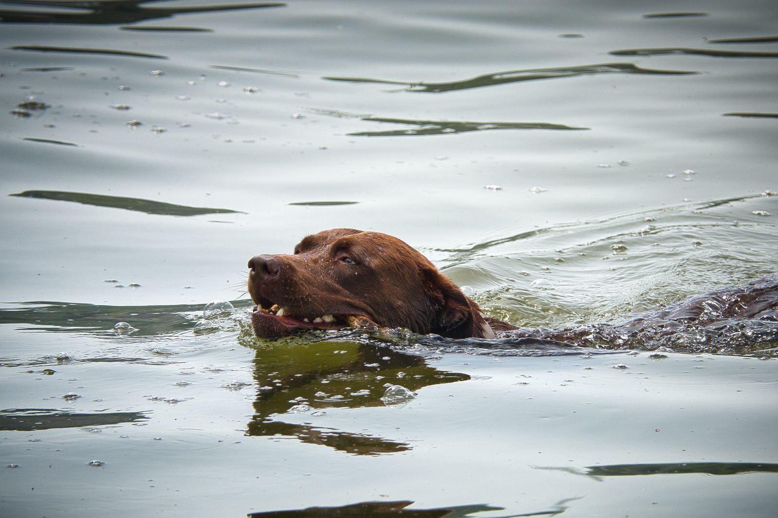 Hund schwimmt mit erhobenem Kopf durch einen ruhigen See