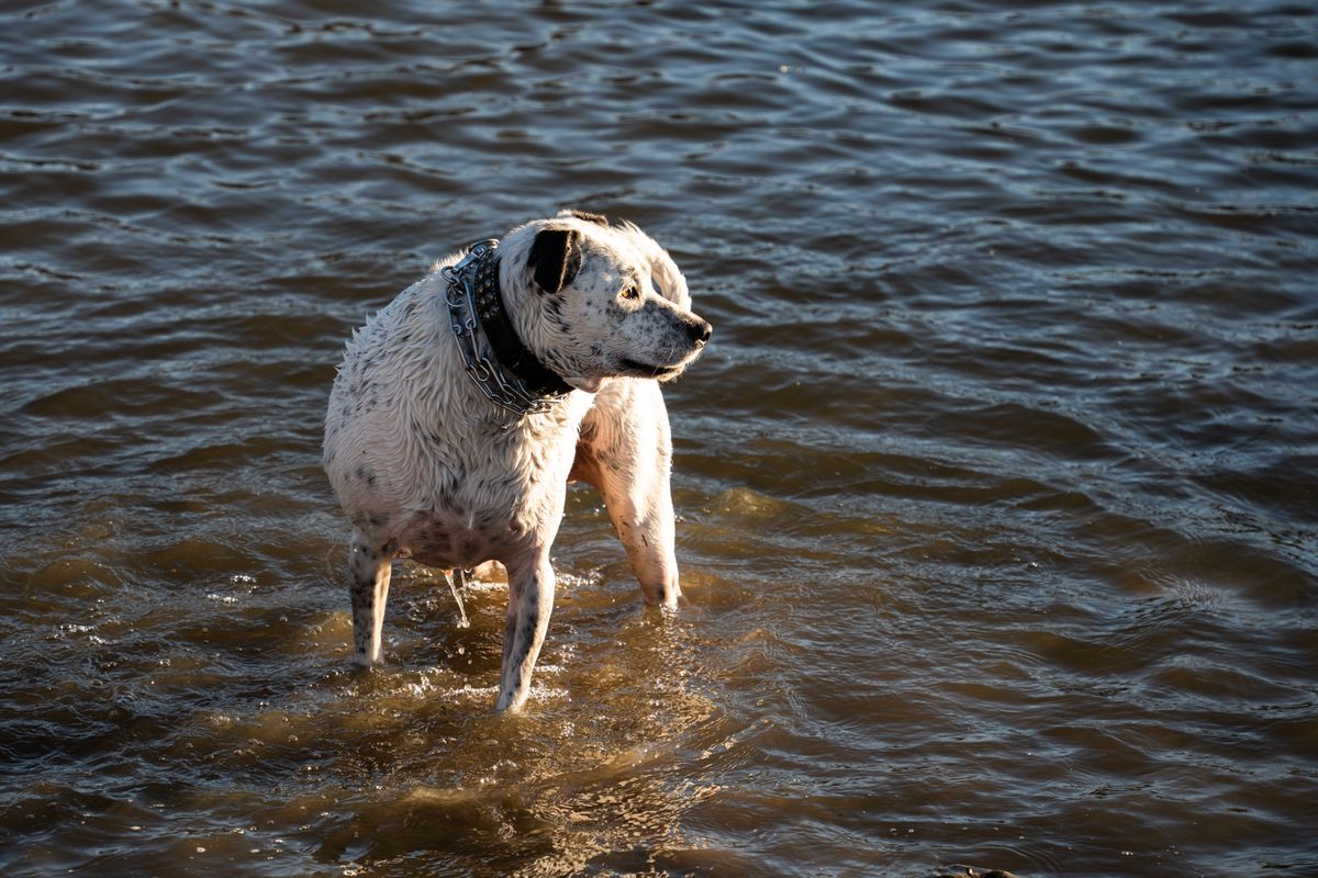 Hund steht im flachen Wasser am Ufer und gewöhnt sich ans Nass