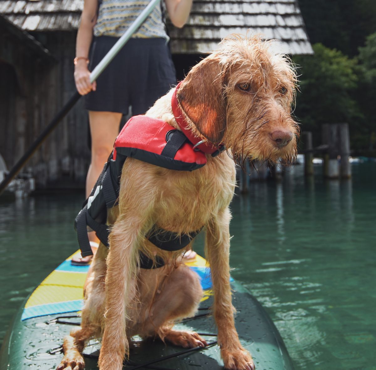 Hund mit Schwimmweste sitzt auf einem Stand-up-Paddle-Board