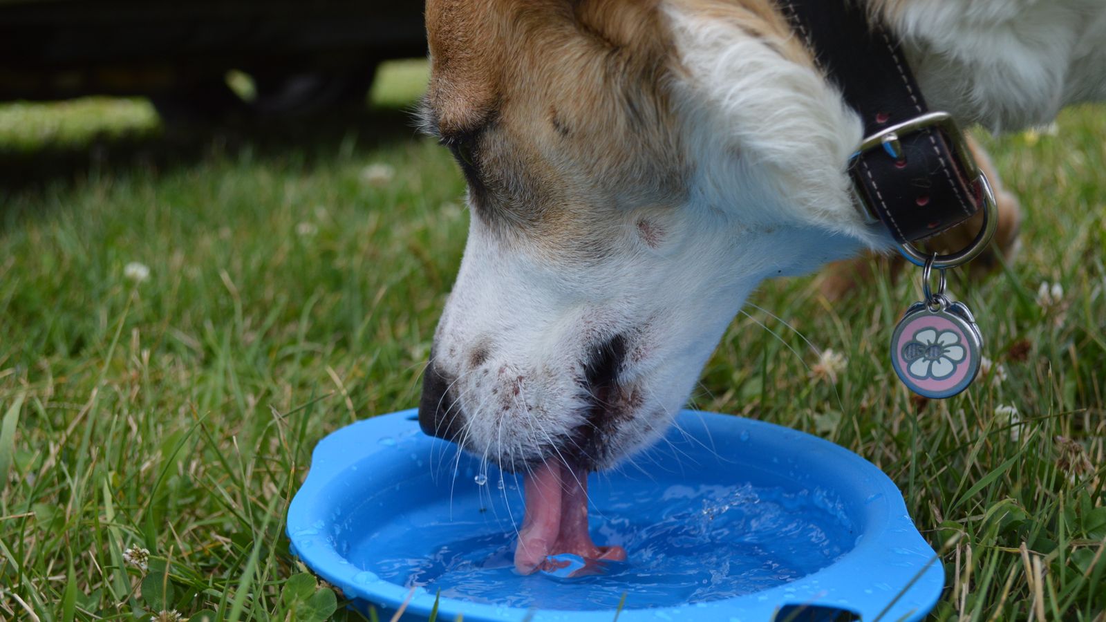 Hund trinkt Wasser aus einem Napf an einem heißen Sommertag