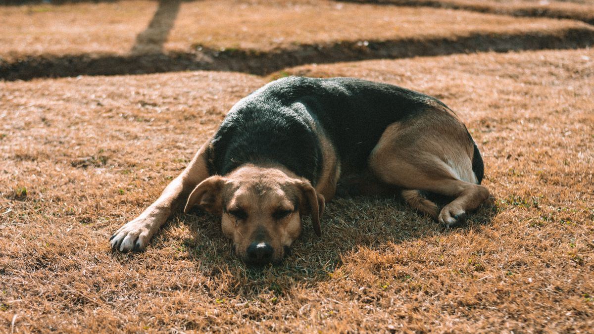 Dog lying in the shade next to his water bowl on a hot day