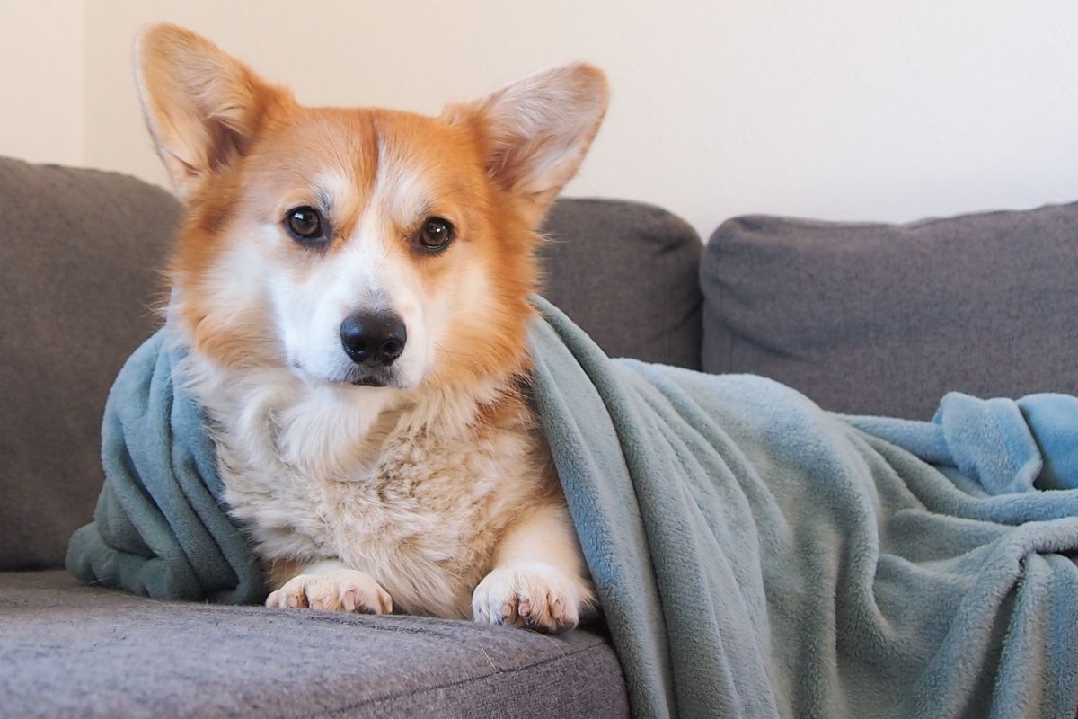 Corgi liegt eingekuschelt in eine Decke auf dem Sofa
