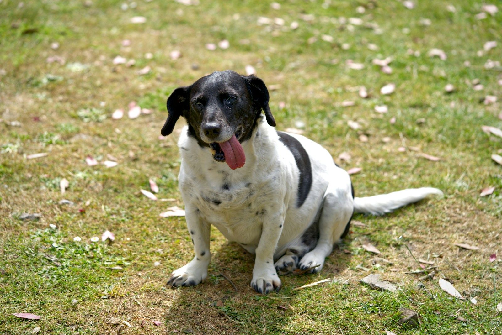 Plump dog sitting in the sun on a lawn