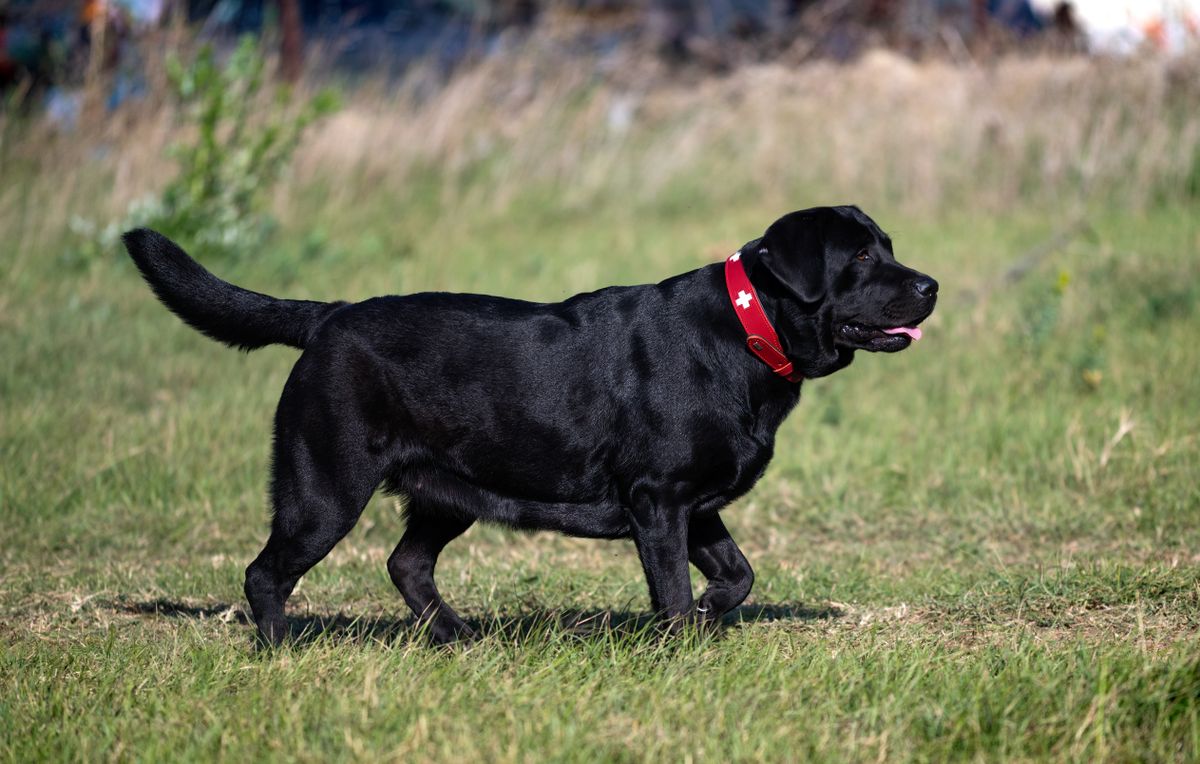Seitenansicht eines schwarzen Labradors auf einer Wiese, an der sich die Bauchlinie beurteilen lässt