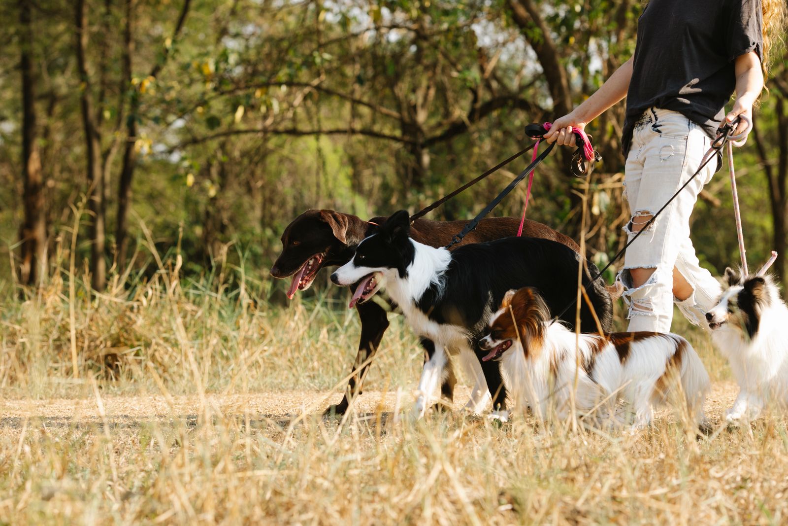 Dog sitter walking several dogs on leashes