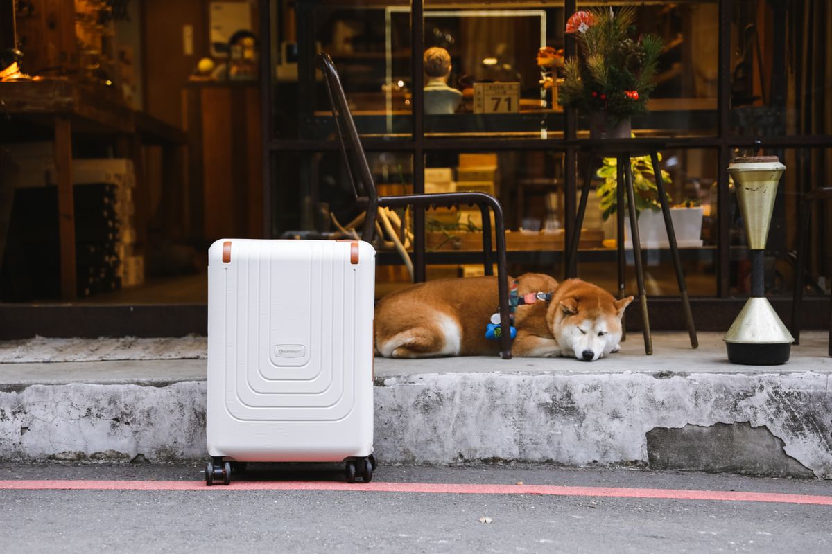 Dog lying next to a packed suitcase