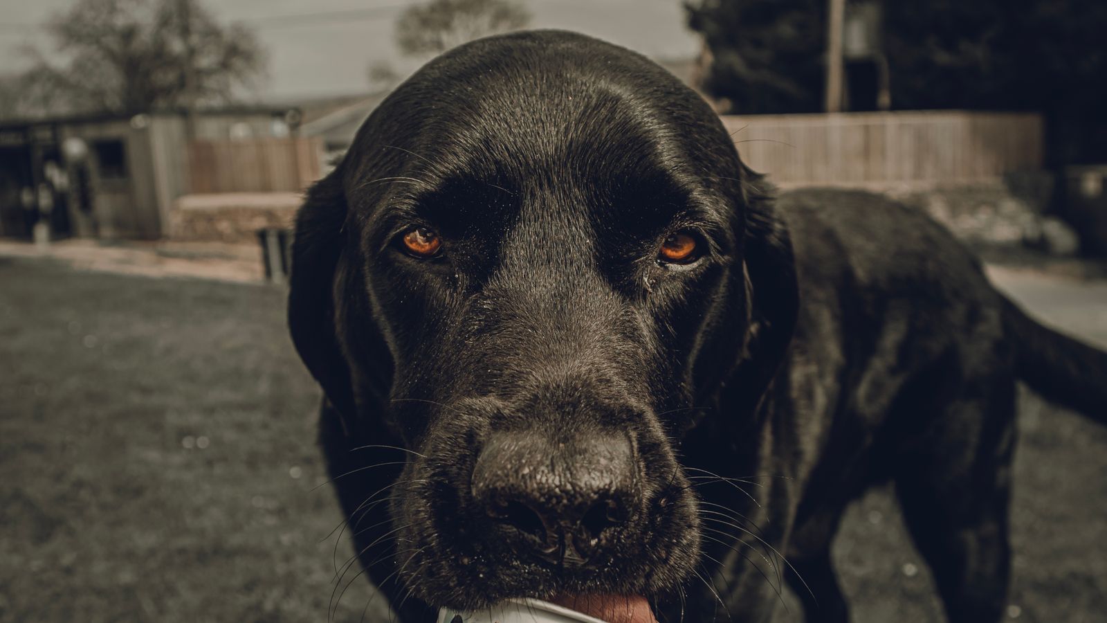 Hund schleckt an einem selbstgemachten gefrorenen Snack an einem heißen Sommertag