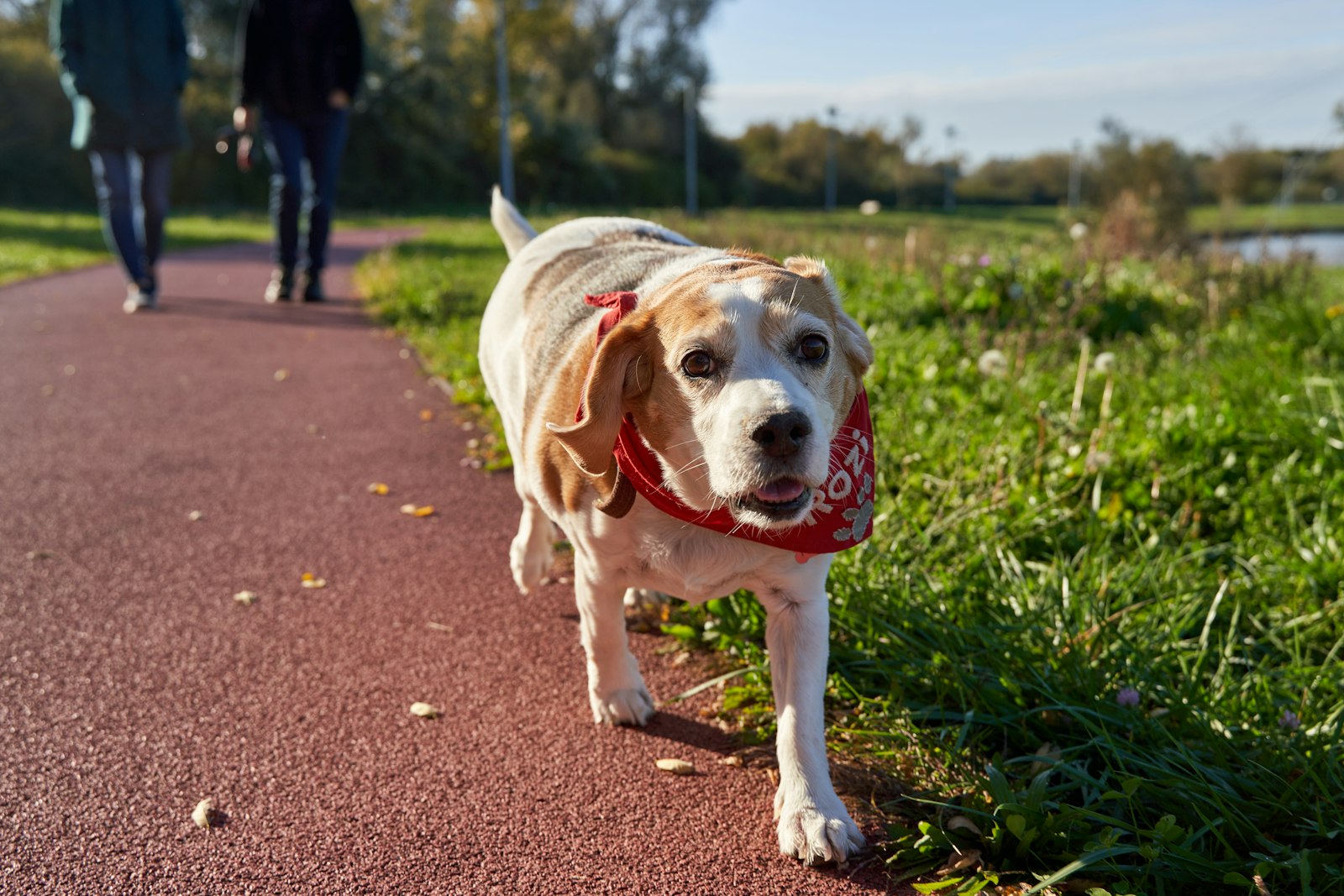 Beagle mit rotem Halstuch läuft auf einem Weg neben einer Wiese