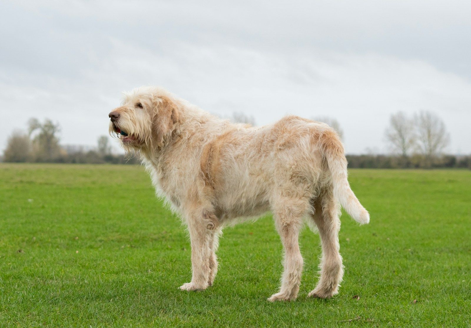 Shaggy light-colored dog standing in a wide meadow