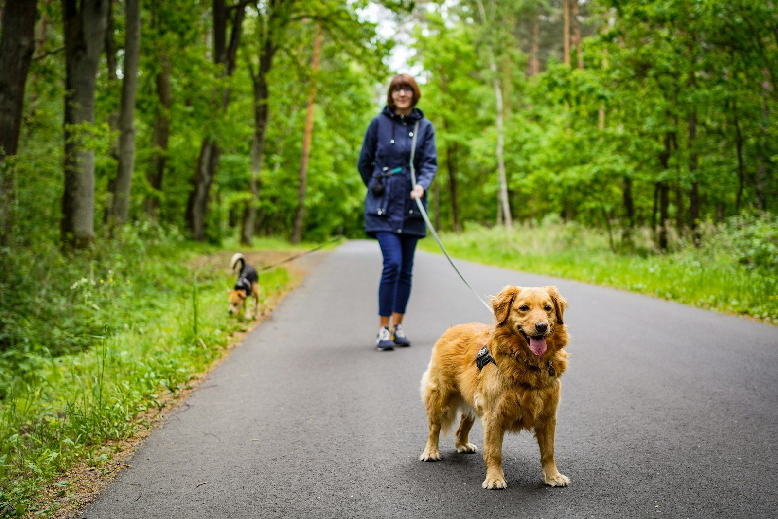 Frau geht mit einem Golden Retriever an der Leine über einen asphaltierten Waldweg
