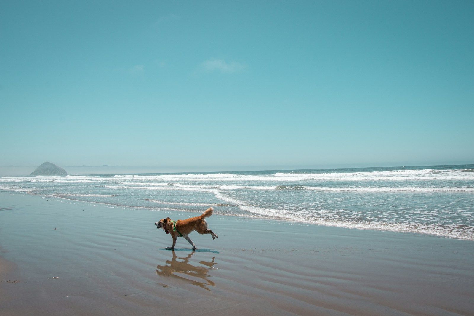 Dog running along the beach through shallow surf