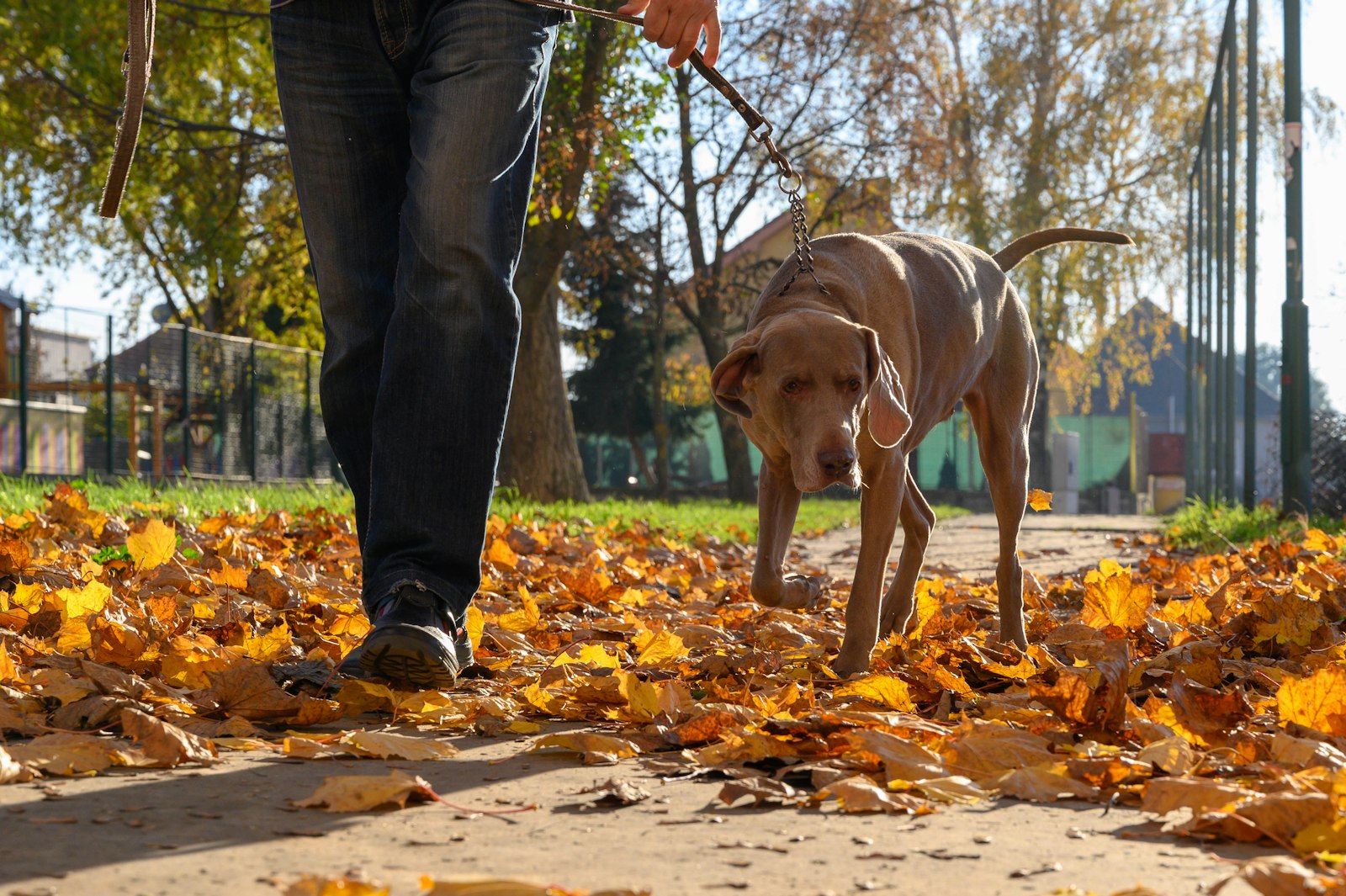 Weimaraner on a leash walking beside its owner along a path covered in autumn leaves