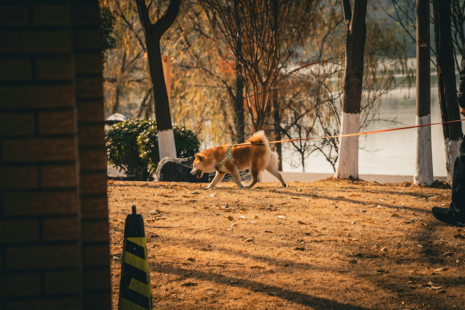 Hund im Geschirr an der orangefarbenen Leine auf einer herbstlichen Wiese am Wasser