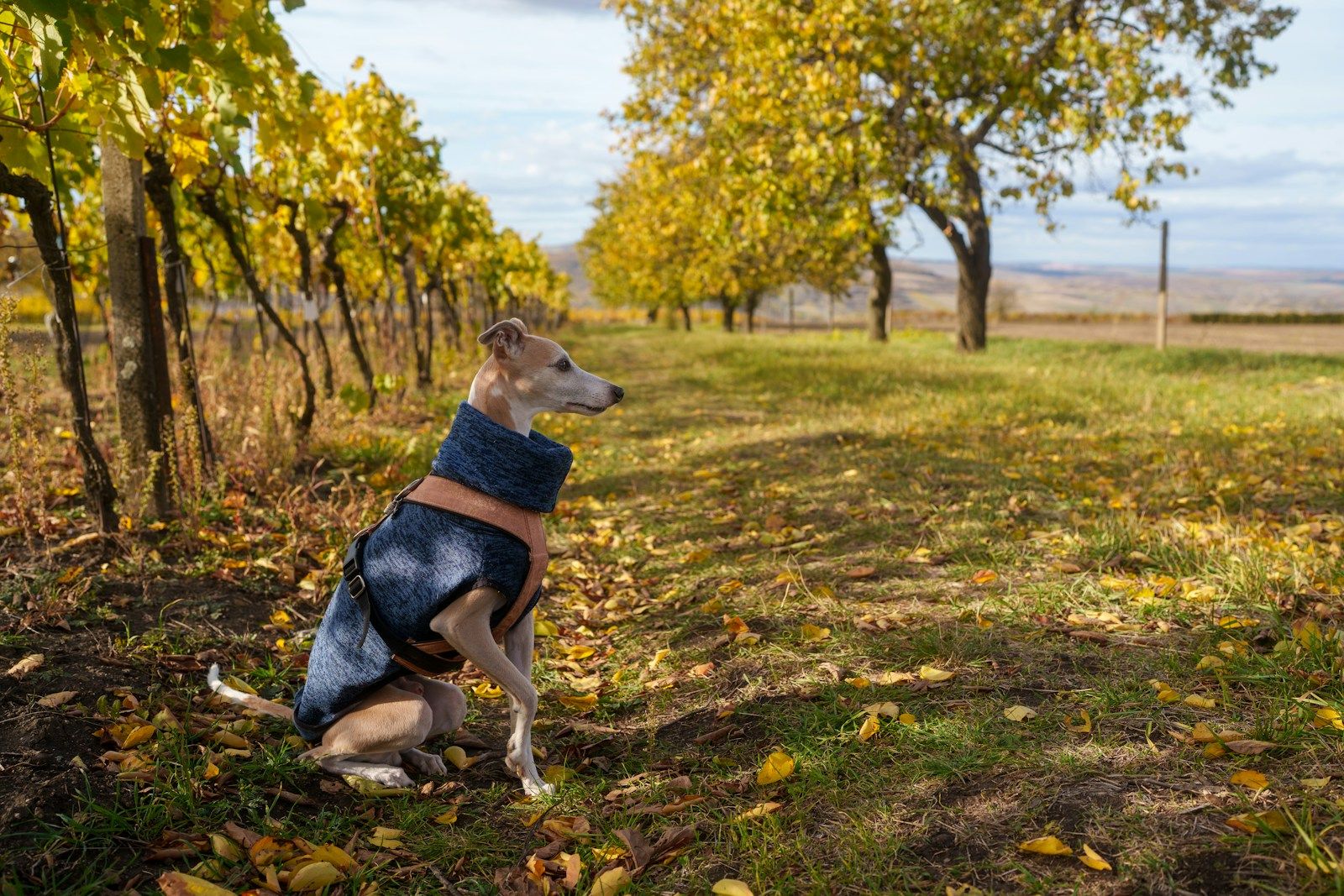 Windhund mit Mantel sitzt im Herbstlicht zwischen Weinreben und Obstbäumen