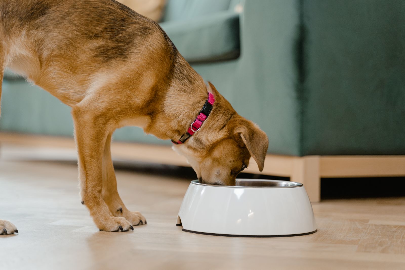 Brauner Hund mit pinkem Halsband frisst aus einem weißen Napf, Hundefutter Etikett lesen