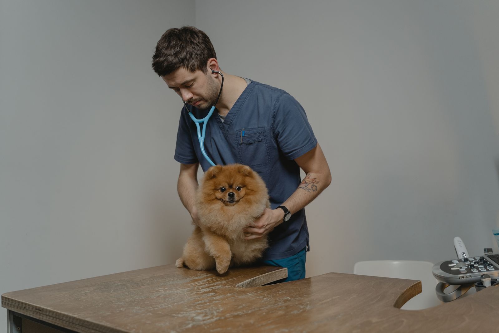 Gesunder Hund wird bei einer ruhigen tierärztlichen Vorsorgeuntersuchung sanft untersucht