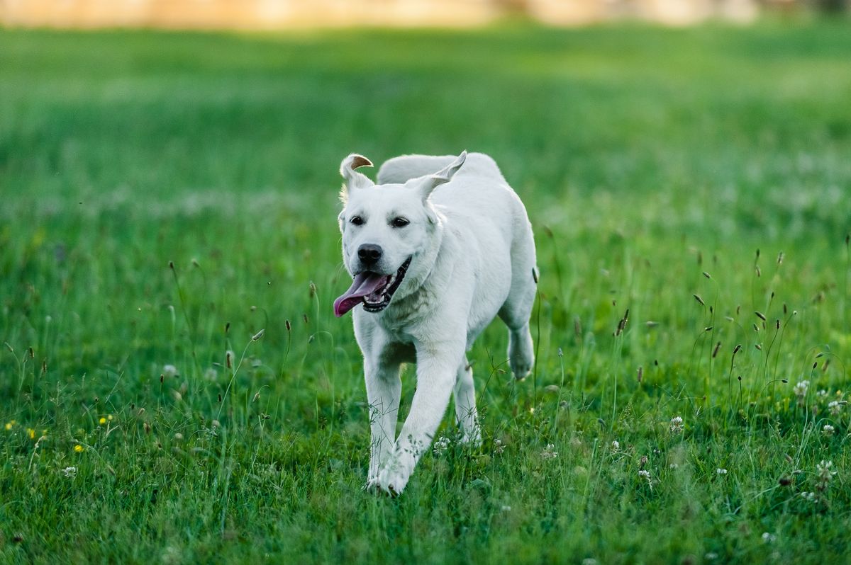 Gesunder Hund rennt fröhlich und voller Energie über eine Wiese