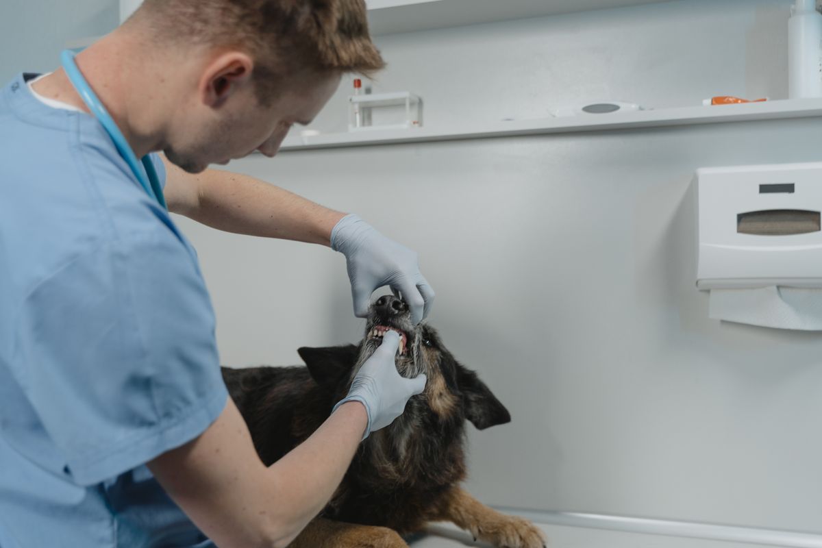 Tierärztin kontrolliert die Zähne eines Hundes bei einer Untersuchung